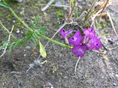 Foto dokumenter Astragalus bodinii
