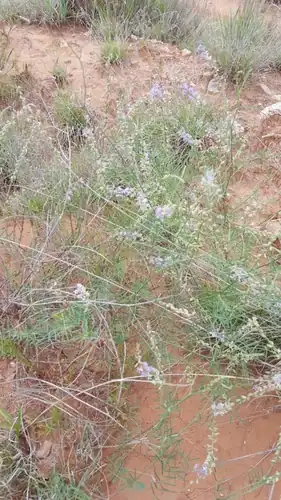 Foto dokumenter Astragalus gracilis