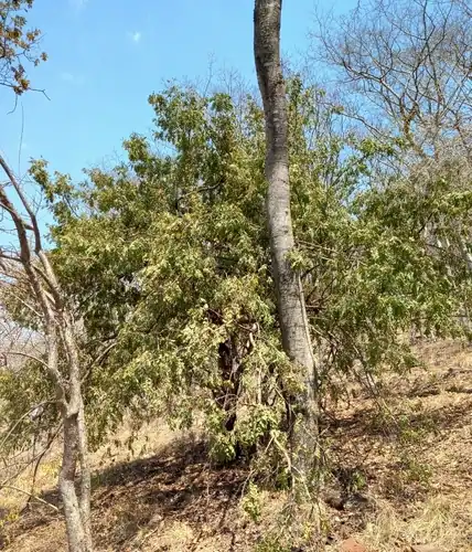 Foto dokumenter Dalbergia nitidula