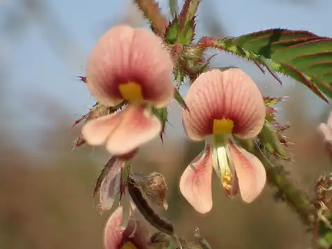 Foto dokumenter Aeschynomene americana