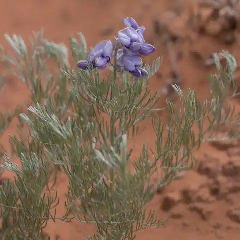 Foto dokumenter Sophora stenophylla
