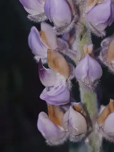 Foto dokumenter Lupinus leucophyllus