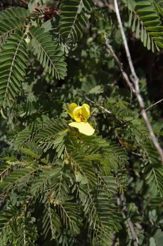 Foto dokumenter Chamaecrista glandulosa
