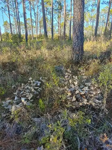 Foto dokumenter Baptisia simplicifolia