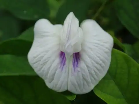 Foto dokumenter Centrosema pubescens