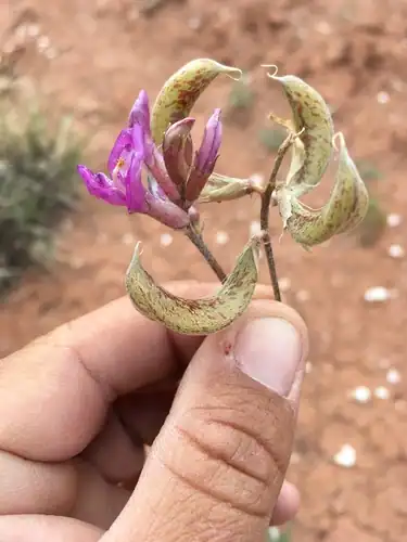 Foto dokumenter Astragalus amphioxys