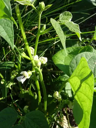 Foto dokumenter Phaseolus vulgaris