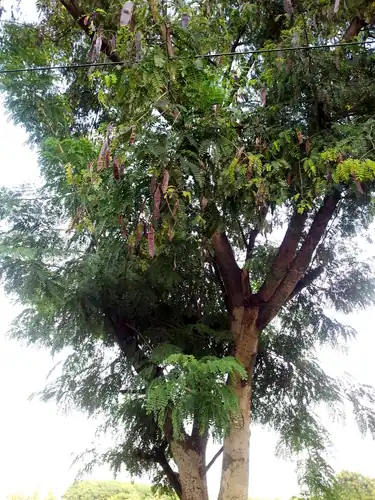 Foto dokumenter Albizia odoratissima