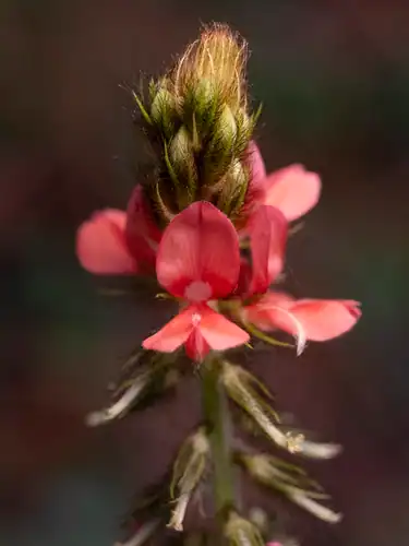 Foto dokumenter Indigofera hirsuta