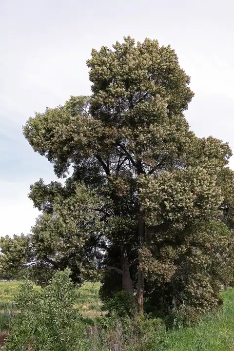 Foto dokumenter Acacia melanoxylon