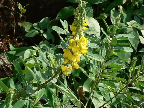 Foto dokumenter Crotalaria spectabilis