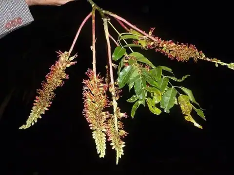 Foto dokumenter Acrocarpus fraxinifolius