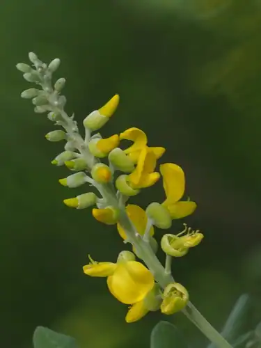 Foto dokumenter Sophora tomentosa