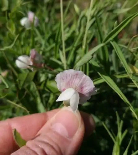 Foto dokumenter Lathyrus sativus