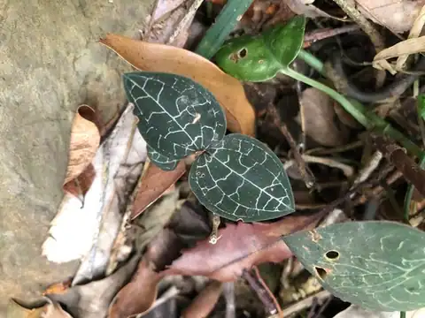 Foto dokumenter Anoectochilus formosanus
