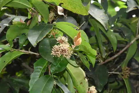 Foto dokumenter Ixora brachiata