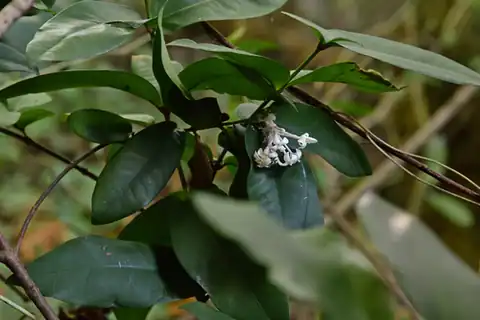 Foto dokumenter Ixora philippinensis