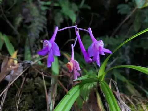Foto dokumenter Anthogonium gracile