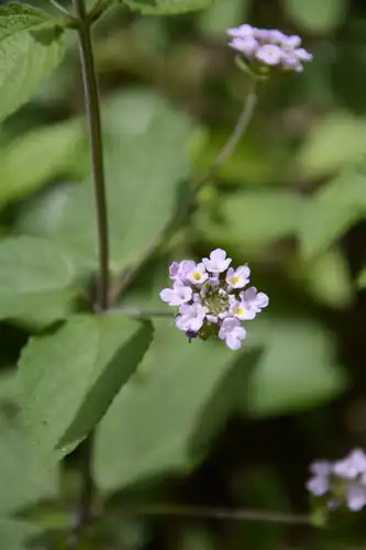 Foto dokumenter Lantana indica