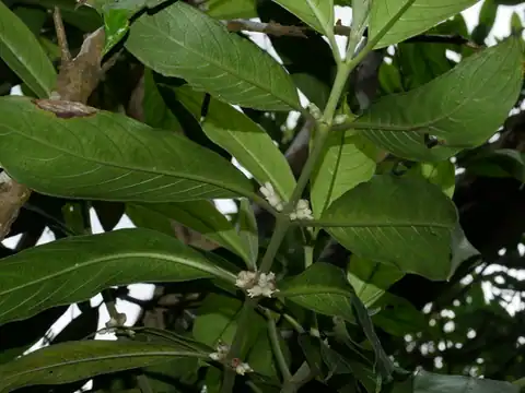 Foto dokumenter Lasianthus chinensis