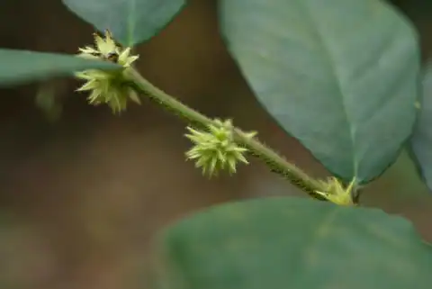 Foto dokumenter Lasianthus curtisii