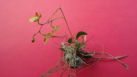 Foto dokumenter Leochilus labiatus