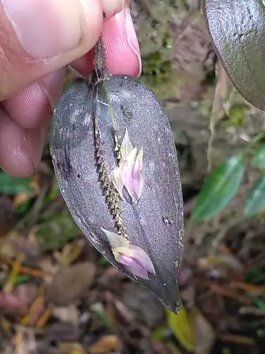 Foto dokumenter Lepanthes dunstervilleorum