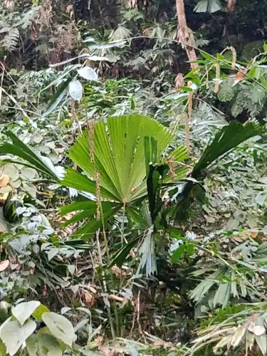 Foto dokumenter Licuala peltata