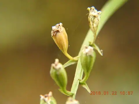 Foto dokumenter Liparis bootanensis
