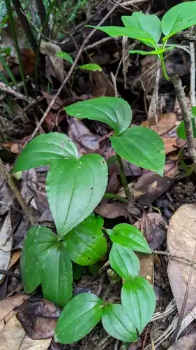 Foto dokumenter Liparis henryi