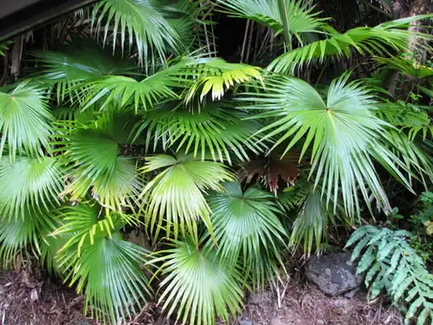 Foto dokumenter Livistona chinensis