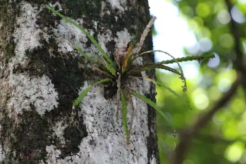 Foto dokumenter Lockhartia micrantha
