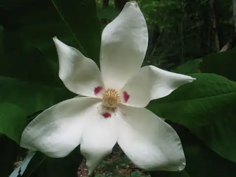 Foto dokumenter Magnolia macrophylla