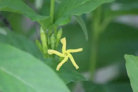 Foto dokumenter Mandevilla foliosa