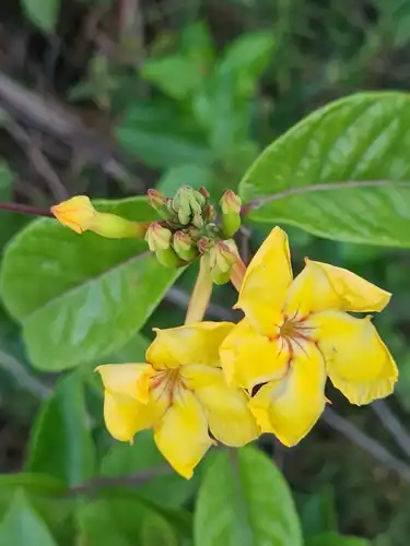 Foto dokumenter Mandevilla rugellosa