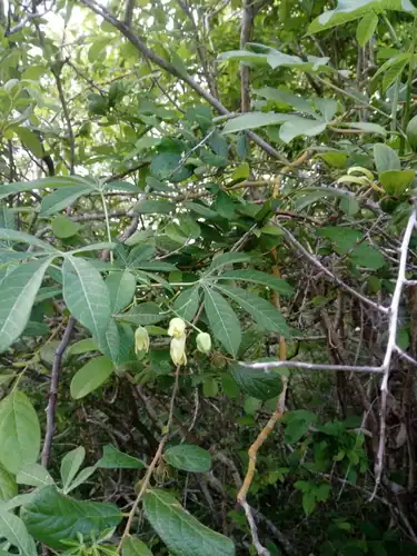 Foto dokumenter Manihot chlorosticta