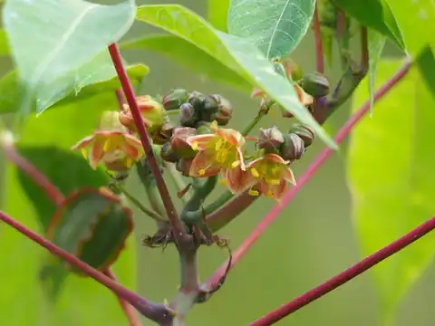 Foto dokumenter Manihot esculenta