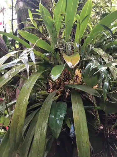 Foto dokumenter Maxillaria endresii