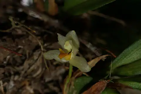 Foto dokumenter Maxillaria hedwigiae