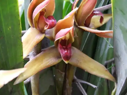 Foto dokumenter Maxillaria nasuta