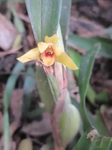 Foto dokumenter Maxillaria variabilis