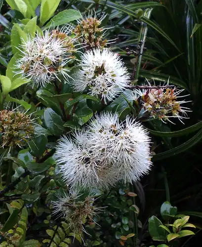 Foto dokumenter Metrosideros albiflora