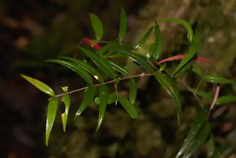 Foto dokumenter Myrcia sylvatica