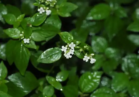 Foto dokumenter Neanotis formosana