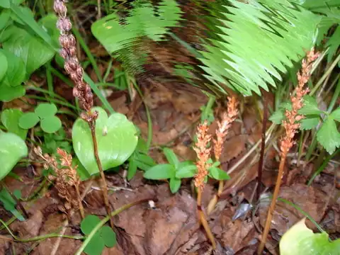 Foto dokumenter Neottia acuminata