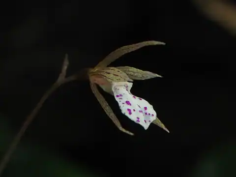 Foto dokumenter Nervilia taiwaniana