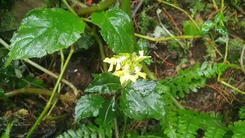 Foto dokumenter Odontochilus lanceolatus