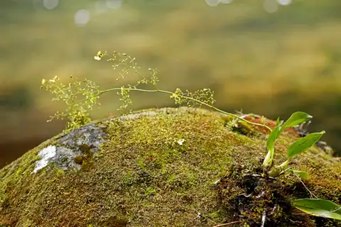 Foto dokumenter Oncidium bryolophotum
