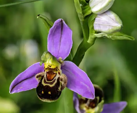 Foto dokumenter Ophrys apifera