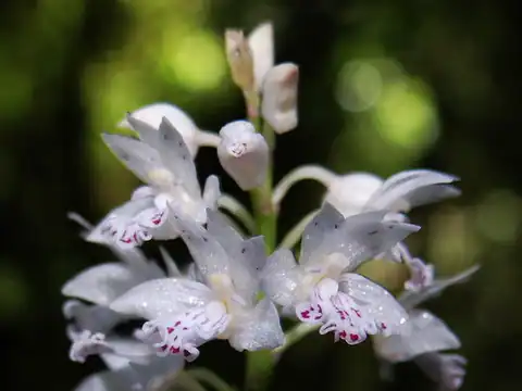 Foto dokumenter Oreorchis micrantha